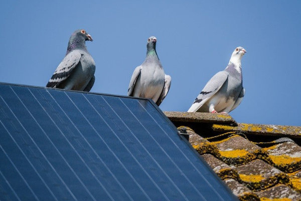 Solar Panel Bird Problem Example